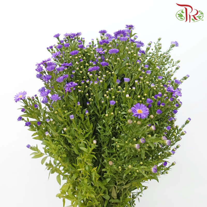 Peacock - Purple (Per Bunch)-Purple-Malaysia-prflorist.com.my