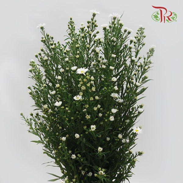 Peacock - White (Per Bunch)-White-Malaysia-prflorist.com.my