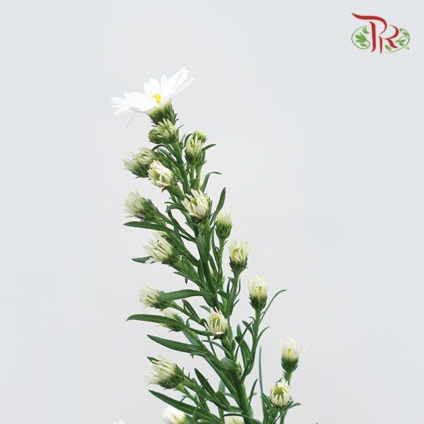 Peacock - White (Per Bunch)-White-Malaysia-prflorist.com.my