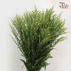 Peacock Yellow - (Per Bunch)-Yellow-Malaysia-prflorist.com.my