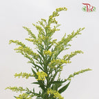 Peacock Yellow - (Per Bunch)-Yellow-Malaysia-prflorist.com.my