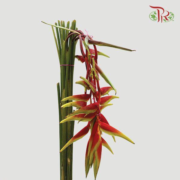 Pendula - Red (Per Stem)-Red-Malaysia-prflorist.com.my