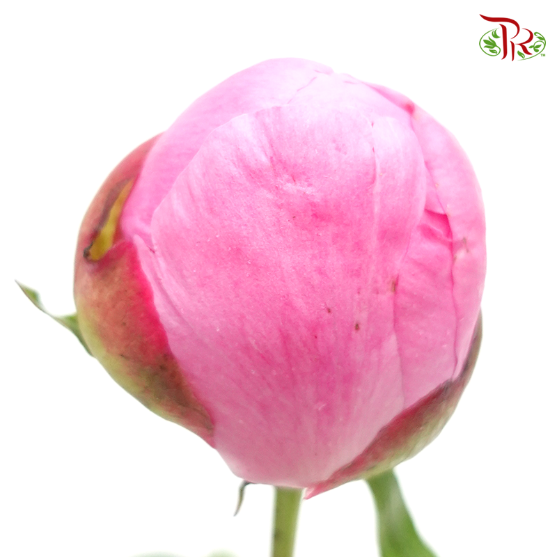 Peony - Blush Pink (2 Stems) ***Fragile (Small /Medium Size)-Pink-New Zealand-prflorist.com.my