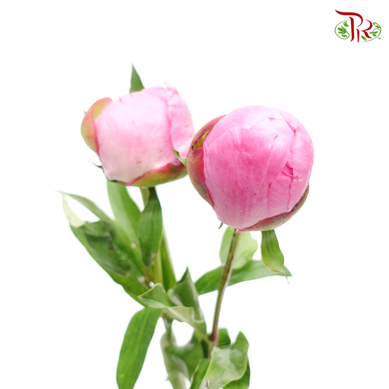 Peony - Blush Pink (2 Stems) ***Fragile (Small /Medium Size)-Pink-New Zealand-prflorist.com.my