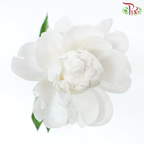 Peony - Carnival ***FRAGILE (5 Stems)***(Small / Medium Head)-White / Light Pink-China-prflorist.com.my
