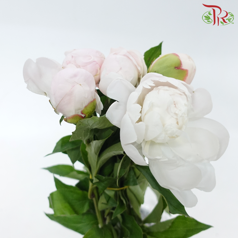 Peony - Carnival ***FRAGILE (5 Stems)***(Small / Medium Head)-White / Light Pink-China-prflorist.com.my
