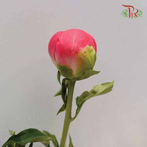 Peony - Coral Charm (2 Stems) *Small Bud ****FRAGILE-Pink-New Zealand-prflorist.com.my