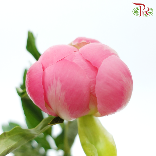 Peony - Coral Pink (2 Stems) ***Fragile (Small /Medium Size)-Pink-Japan-prflorist.com.my