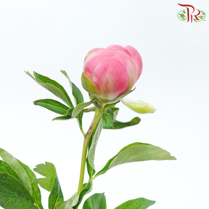 Peony - Coral Pink (2 Stems) ***Fragile (Small /Medium Size)-Pink-Japan-prflorist.com.my