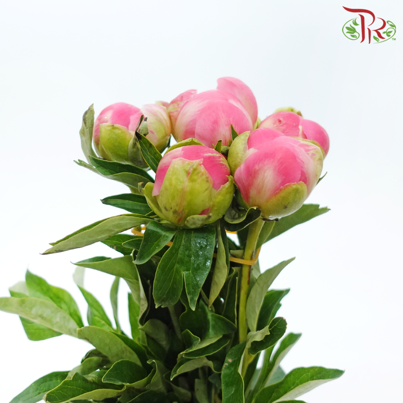 Peony - Coral Pink (2 Stems) ***Fragile (Small /Medium Size)-Pink-Japan-prflorist.com.my