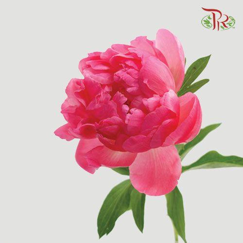 Peony - Coral Sunset (5 Stems) ***Fragile (Small /Medium Size)-Pink-China-prflorist.com.my