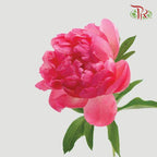 Peony - Coral Sunset (5 Stems) ***Fragile (Small /Medium Size)-Pink-China-prflorist.com.my