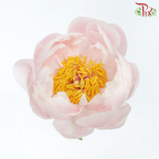 Peony - Coral Sunset (5 Stems) ***Fragile (Small /Medium Size)-Pink-China-prflorist.com.my