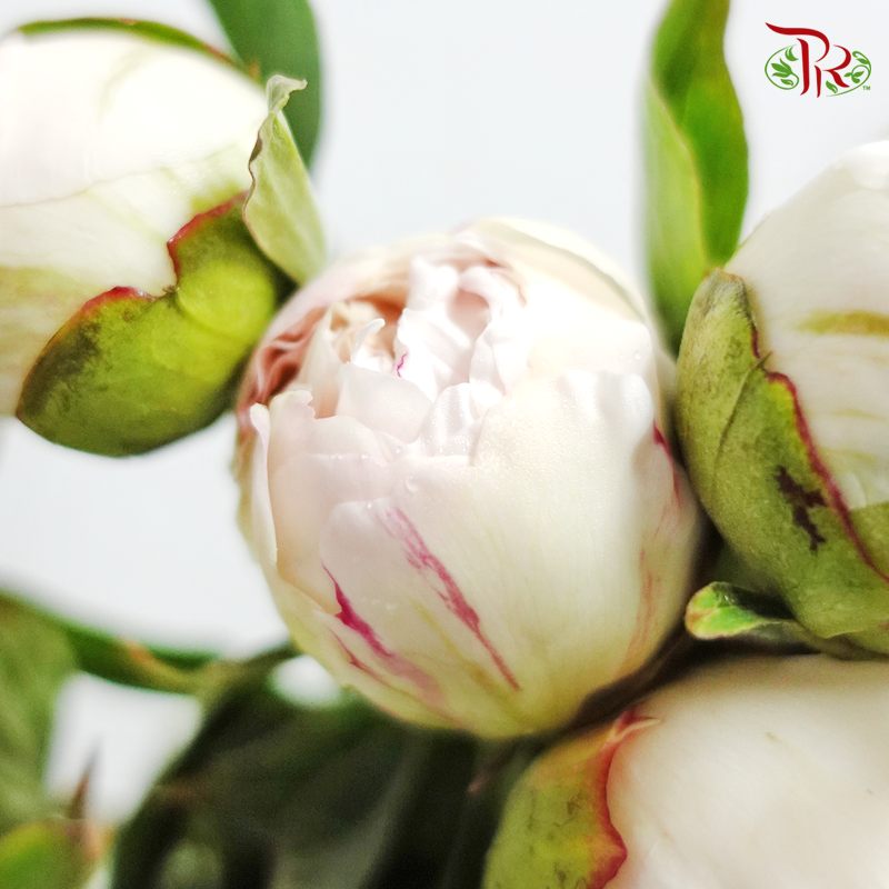 Peony - Cream With Pink Line (5 Stems) ***Fragile (Small /Medium Size)-White-China-prflorist.com.my