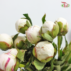 Peony - Cream With Pink Line (5 Stems) ***Fragile (Small /Medium Size)-White-China-prflorist.com.my