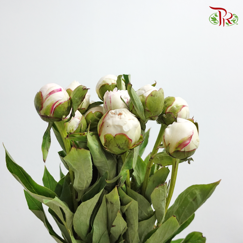 Peony - Cream With Pink Line (5 Stems) ***Fragile (Small /Medium Size)-White-China-prflorist.com.my