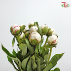 Peony - Cream With Pink Line (5 Stems) ***Fragile (Small /Medium Size)-White-China-prflorist.com.my