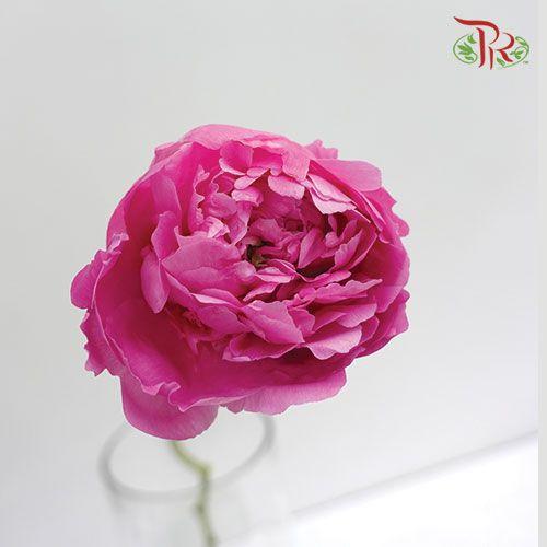 Peony - Dark Pink (2 Stems) ***Fragile (Small /Medium Size)-Pink-New Zealand-prflorist.com.my