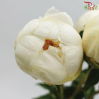 Peony - Duchess ***FRAGILE (5 Stems) (Small / Medium Bud)-White-China-prflorist.com.my