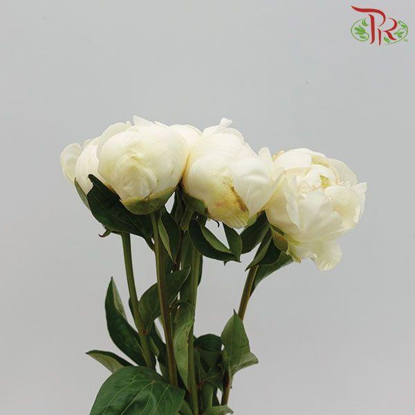 Peony - Duchess ***FRAGILE (5 Stems) (Small / Medium Bud)-White-China-prflorist.com.my