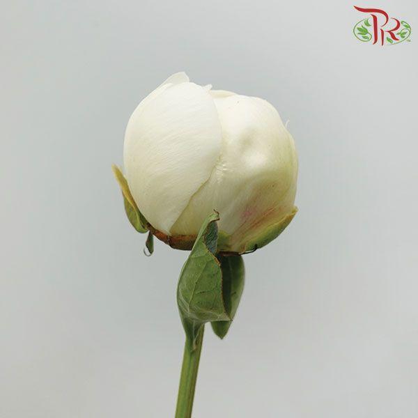 Peony - Duchess ***FRAGILE (5 Stems) (Small / Medium Bud)-White-China-prflorist.com.my