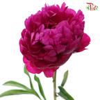 Peony - Dutch Red***FRAGILE (5 Stems)***(Small / Medium Head)-Dark Pink-China-prflorist.com.my