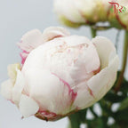 Peony - Festive Maxima (2 Stems) *Fragile-White-Import-prflorist.com.my
