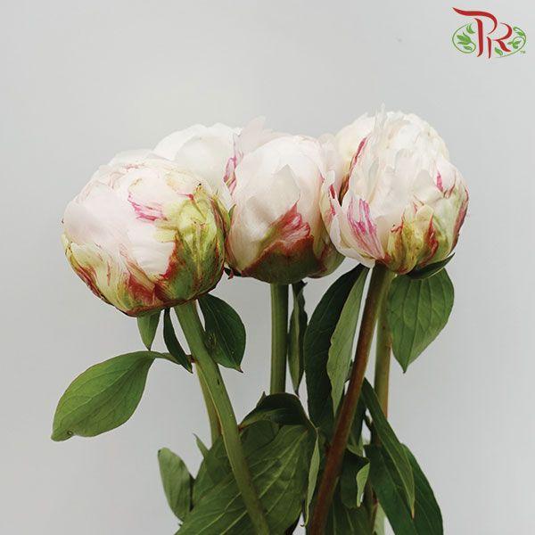 Peony - Festive Maxima (2 Stems) *Fragile-White-Import-prflorist.com.my