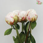 Peony - Festive Maxima (2 Stems) *Fragile-White-Import-prflorist.com.my