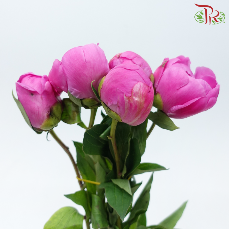Peony - Hart ***FRAGILE (5 Stems)***(Small / Medium Head)-White / Light Pink-China-prflorist.com.my