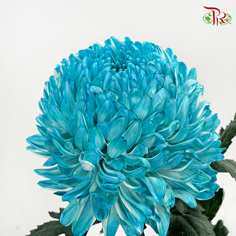 Peony Mum (Chrysanthemum)- Dyed- B4 (5 Stems)-Blue-Malaysia-prflorist.com.my