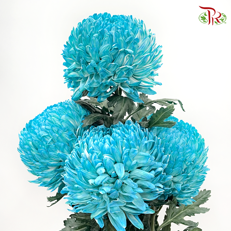 Peony Mum (Chrysanthemum)- Dyed- B4 (5 Stems)-Blue-Malaysia-prflorist.com.my