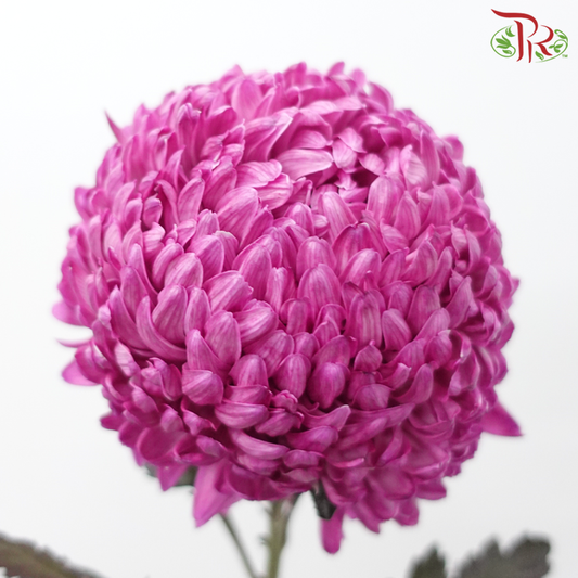 Peony Mum (Chrysanthemum) Dyed Colour - Dusty Pink (5 Stems)-Purple-Malaysia-prflorist.com.my