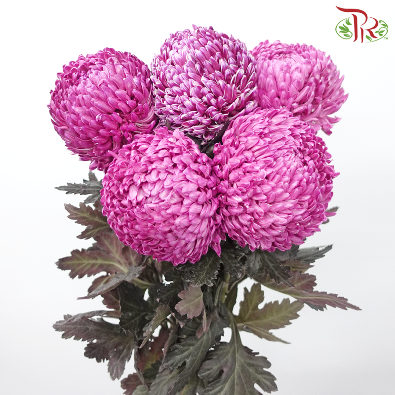 Peony Mum (Chrysanthemum) Dyed Colour - Dusty Pink (5 Stems)-Purple-Malaysia-prflorist.com.my