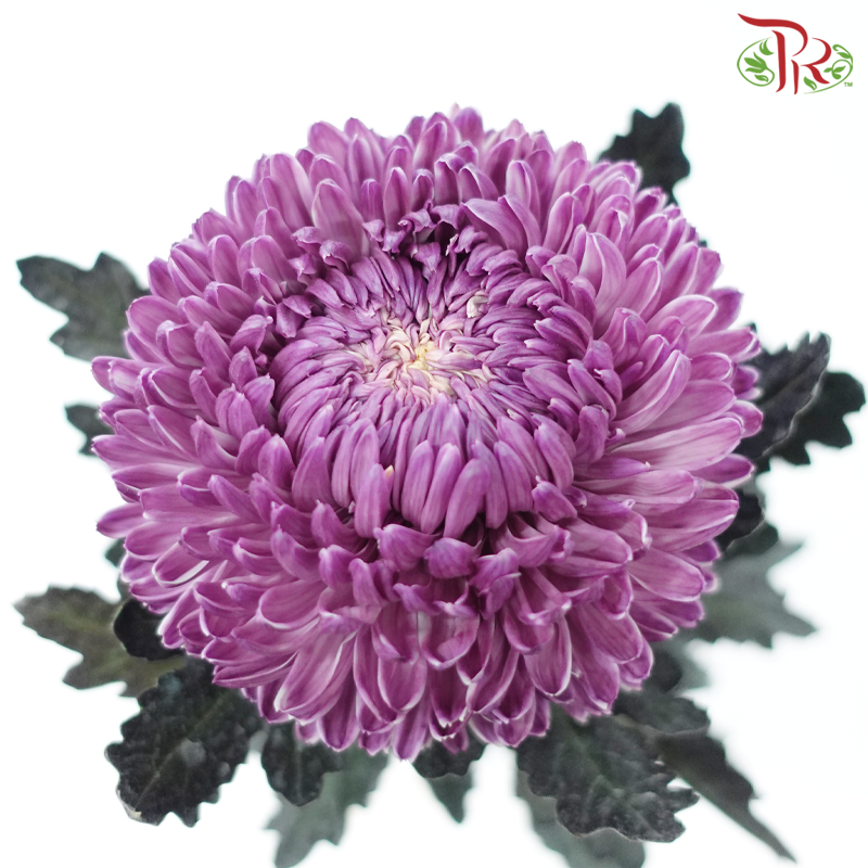 Peony Mum (Chrysanthemum) - Dyed - Mauve Purple (5 Stems)-Mauve Purple-Malaysia-prflorist.com.my