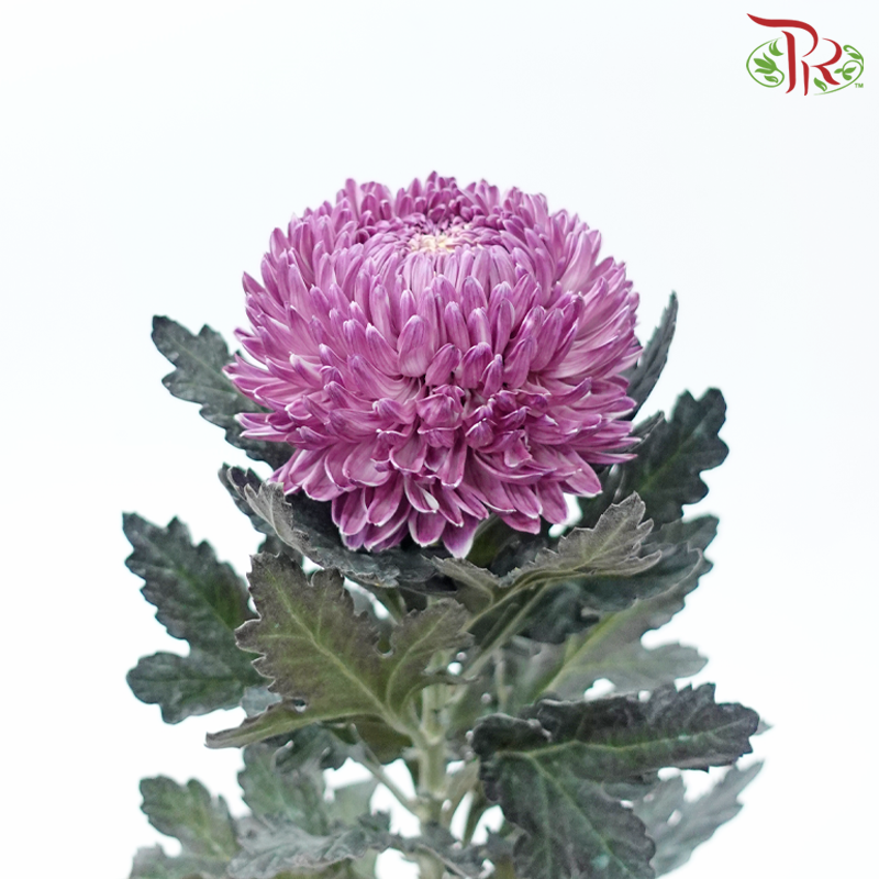 Peony Mum (Chrysanthemum) - Dyed - Mauve Purple (5 Stems)-Mauve Purple-Malaysia-prflorist.com.my