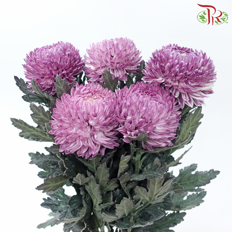 Peony Mum (Chrysanthemum) - Dyed - Mauve Purple (5 Stems)-Mauve Purple-Malaysia-prflorist.com.my