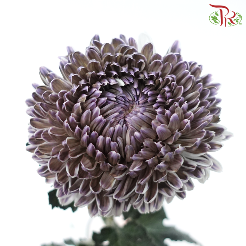 Peony Mum Dyed (Chrysanthemum) - Double Tone Green With Purple (5 Stems)-Double Tone Green WIth Purple-Malaysia-prflorist.com.my