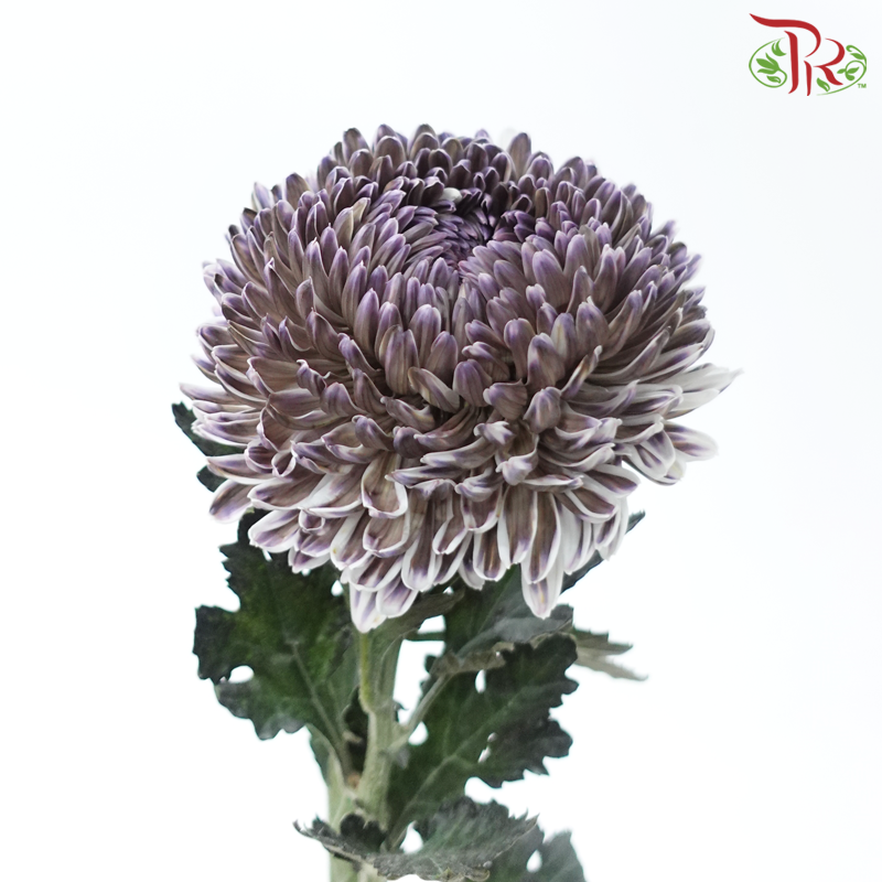 Peony Mum Dyed (Chrysanthemum) - Double Tone Green With Purple (5 Stems)-Double Tone Green WIth Purple-Malaysia-prflorist.com.my