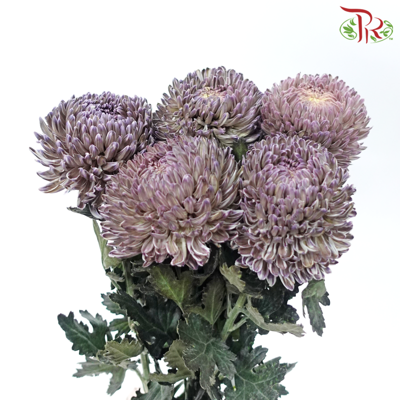 Peony Mum Dyed (Chrysanthemum) - Double Tone Green With Purple (5 Stems)-Double Tone Green WIth Purple-Malaysia-prflorist.com.my