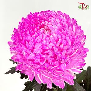 Peony Mum Dyed (Chrysanthemum) - PK3 (5 Stems)-Cherry Pink-Malaysia-prflorist.com.my