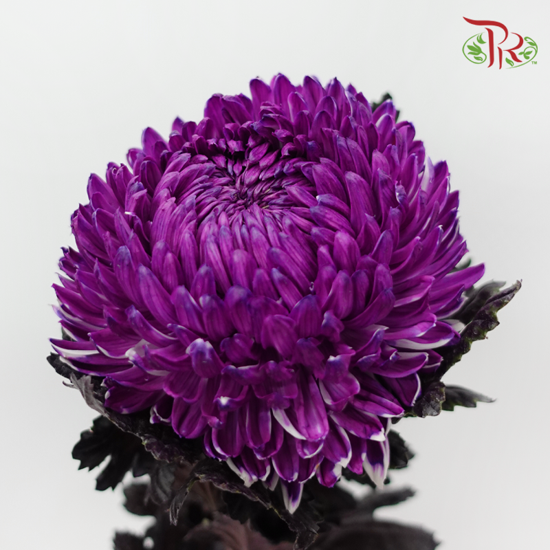 Peony Mum Dyed (Chrysanthemum) - Purple (5 Stems)-Purple-Malaysia-prflorist.com.my