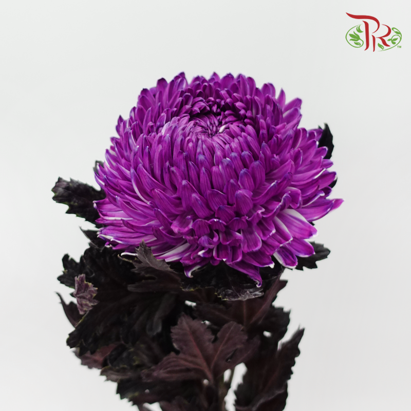 Peony Mum Dyed (Chrysanthemum) - Purple (5 Stems)-Purple-Malaysia-prflorist.com.my