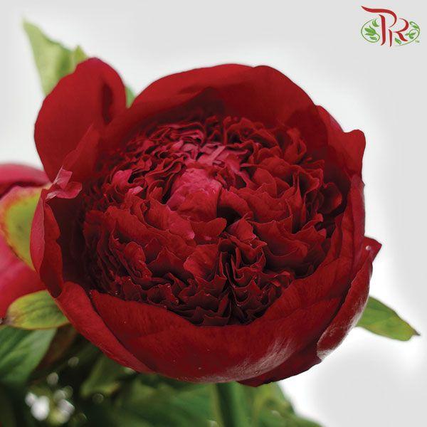 Peony - Red Charm ( 2 Stems ) ***Fragile (Small /Medium Size)-New Zealand-prflorist.com.my