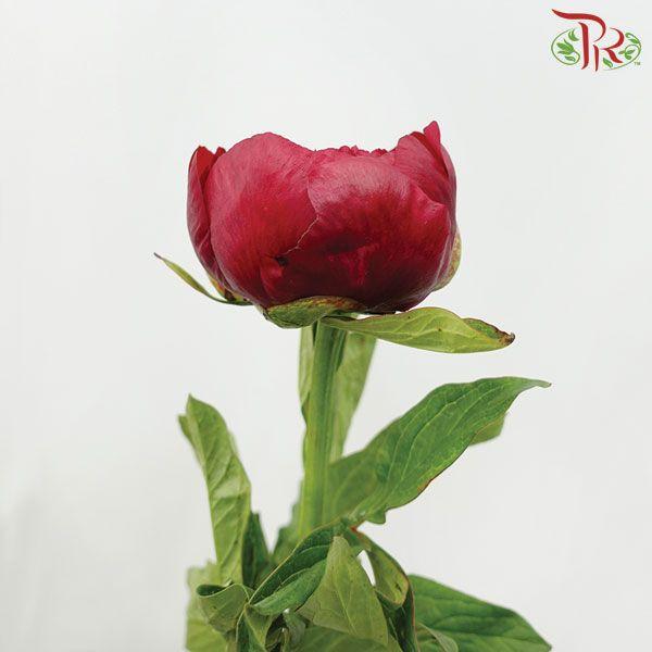 Peony - Red Charm ( 2 Stems ) ***Fragile (Small /Medium Size)-New Zealand-prflorist.com.my