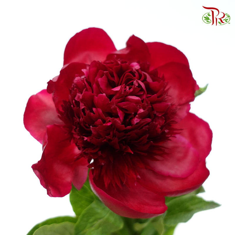 Peony - Red Charm (5 Stems) ***Fragile (Small /Medium Size)-Red-China-prflorist.com.my