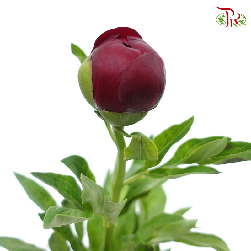 Peony - Red Charm (5 Stems) ***Fragile (Small /Medium Size)-Red-China-prflorist.com.my