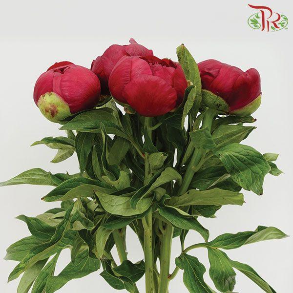 Peony - Red Charm ***FRAGILE (2 Stems) (Small / Medium Bud)-Red-Netherland-prflorist.com.my