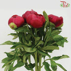 Peony - Red Charm ***FRAGILE (2 Stems) (Small / Medium Bud)-Red-Netherland-prflorist.com.my