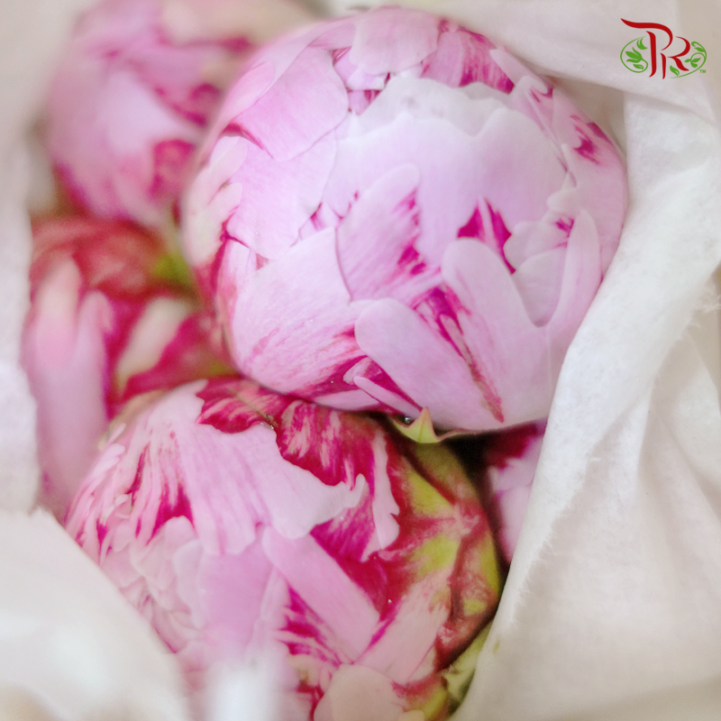 Peony - Sara Pink / Bernhardt ( 5 Stems ) ***Fragile (Small /Medium Size)-China-prflorist.com.my